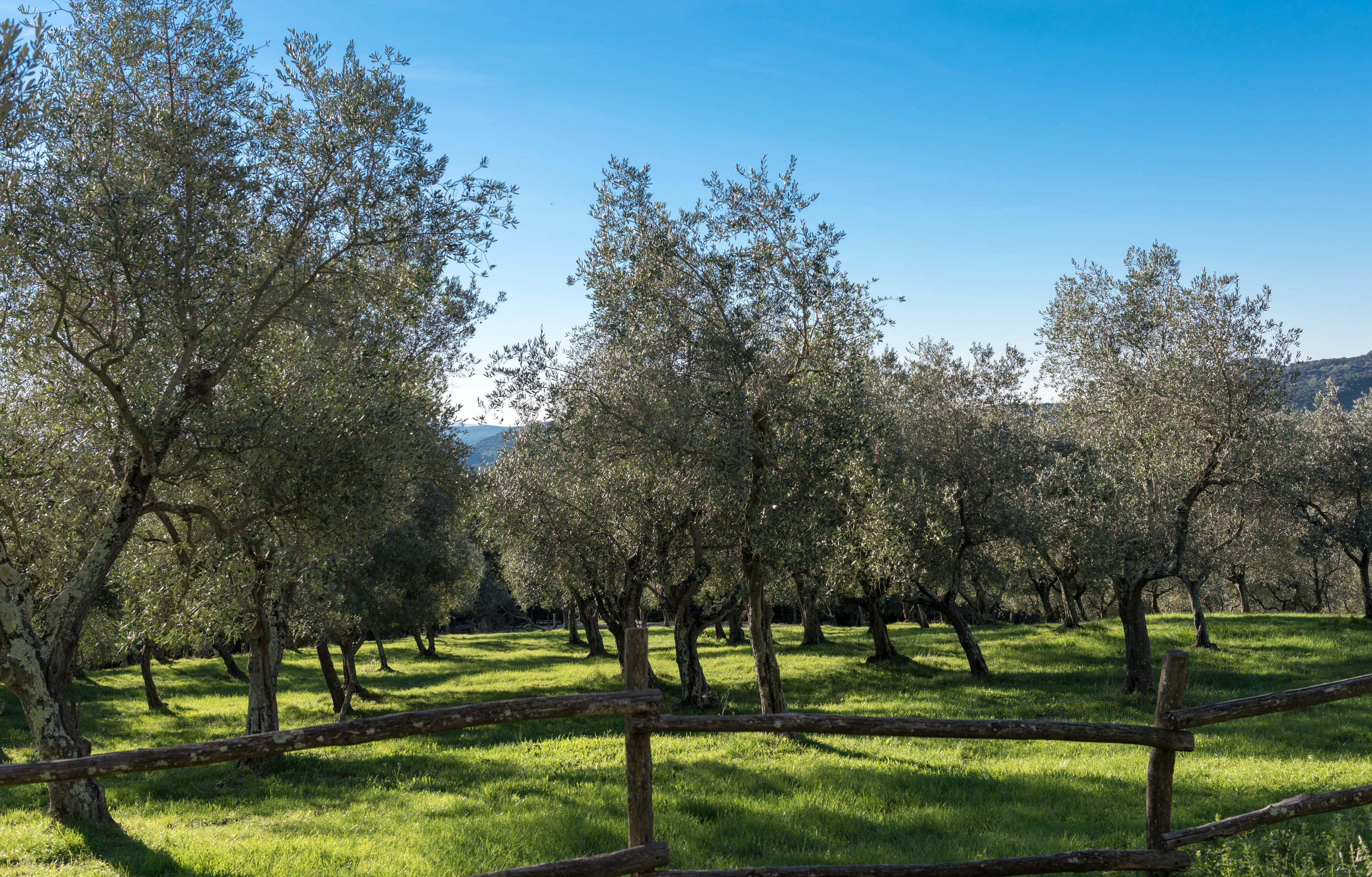 Tenuta La Bandita Sassetta Esterno foto
