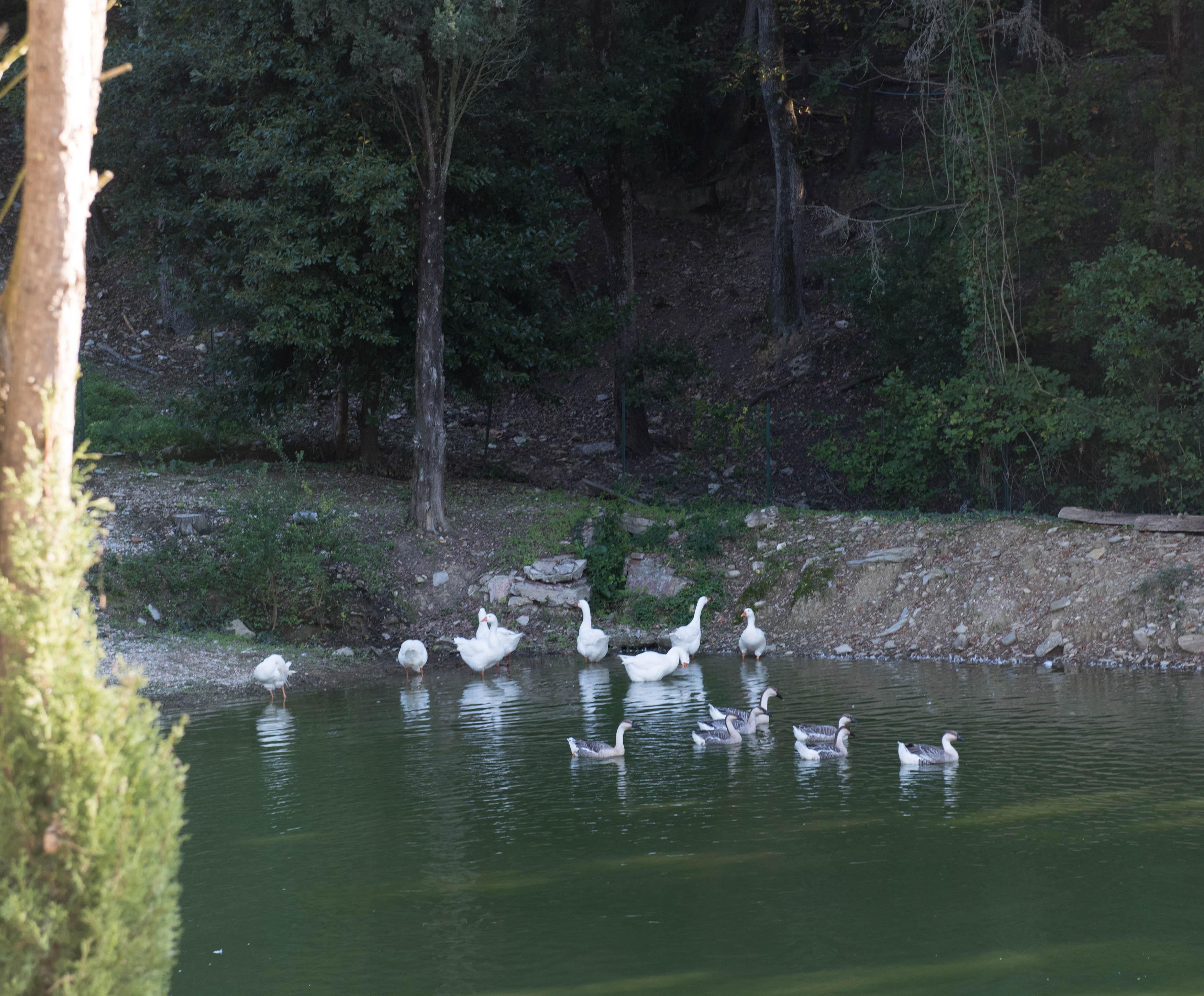 Tenuta La Bandita Sassetta Esterno foto